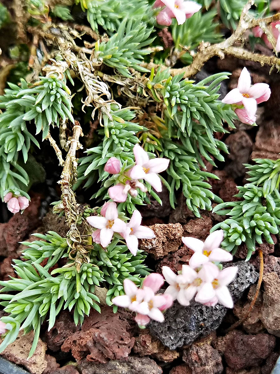 Asperula boissierii 2